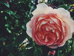 Wildflower | via Tumblr on @weheartit.com - http://whrt.it/14uyY4B