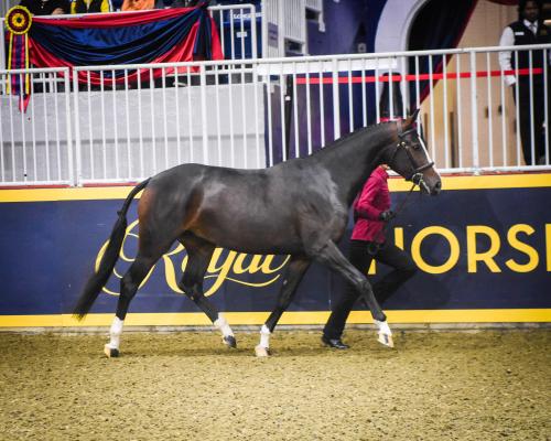 XXX canteringdreams:  Full Tilt2016 Hanoverian photo