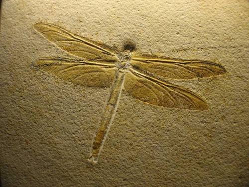 Solnhofen Plattenkalk - rare and beautiful.For large parts of the Jurassic about 155 million years a