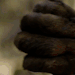 bogleech:batbcomic:mist-the-wannabe-linguist:&ldquo;For the Wolf, we originally