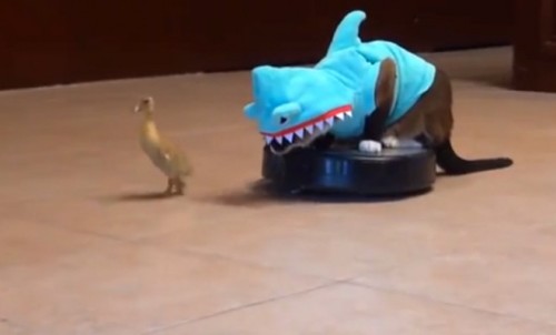 This is a cat in a shark costume sitting on a Roomba and chasing a duckling.Haec est feles gestans h