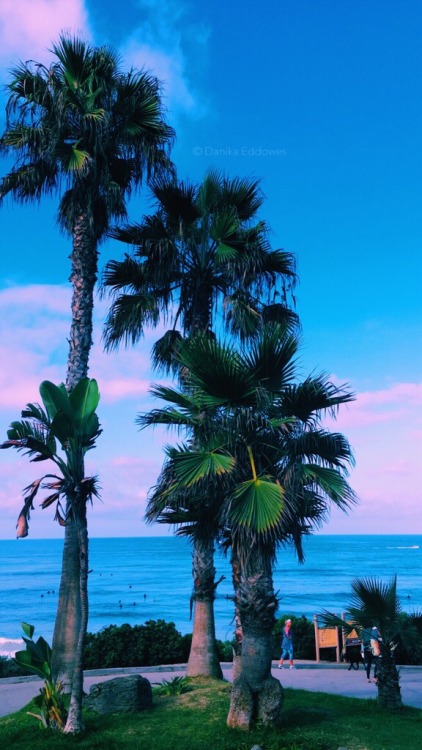californiavida:Snapchats of tall Palm trees  Instagram: @danikaeddowes