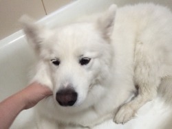 skookumthesamoyed:  He just needed some head scritchins from his mom 😟😐😋