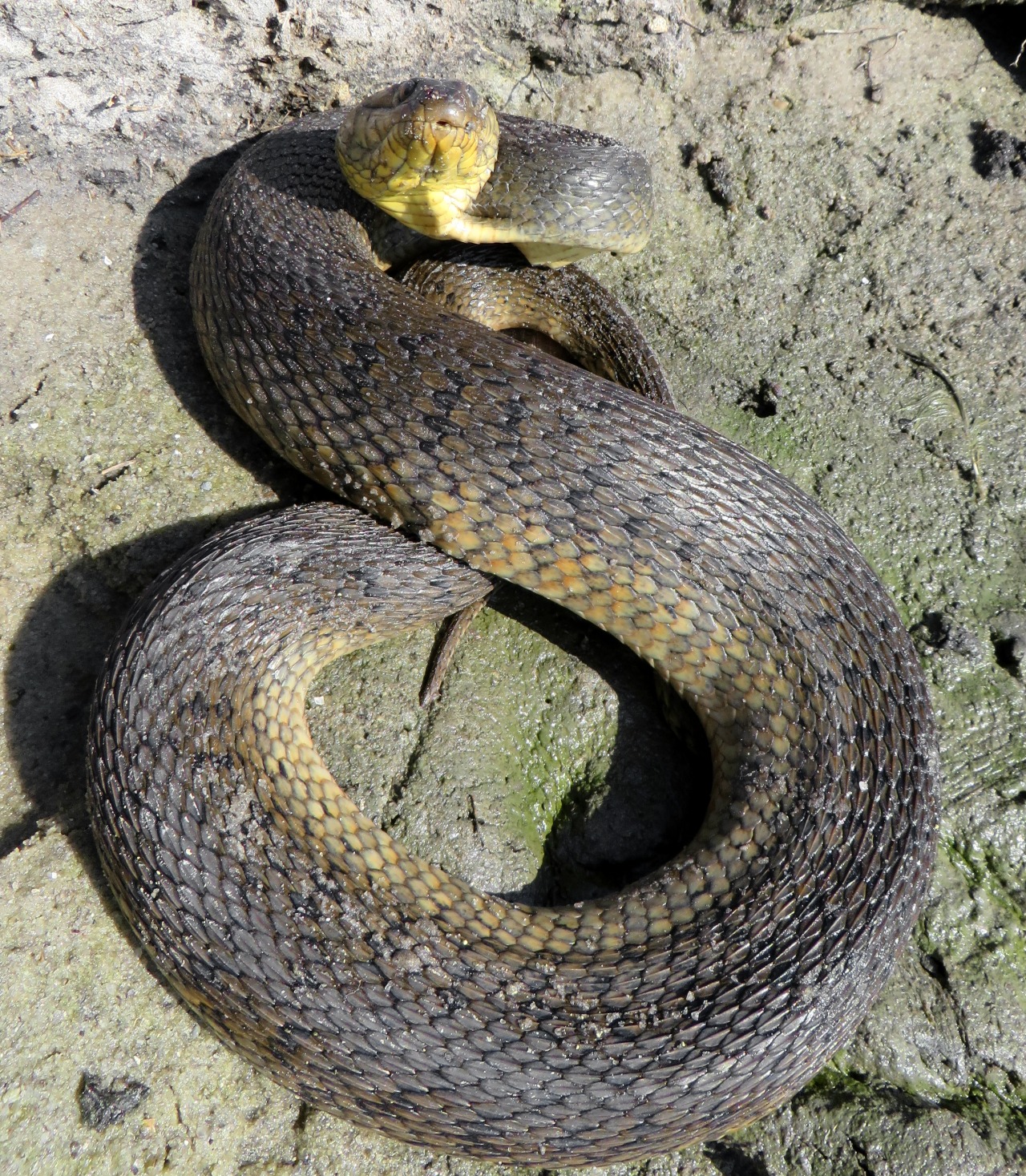 wildwesjames:  This girl was being extra photogenic today. Green watersnake (Nerodia