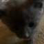 hey-its-laz