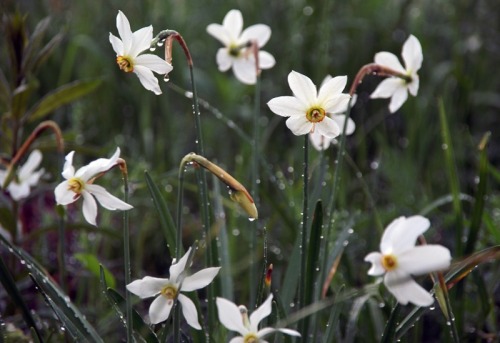 dorobozaru:aph-ukraina:Narcissus ValleyCarpathian Biosphere Reserve | UkraineCan I go to there??