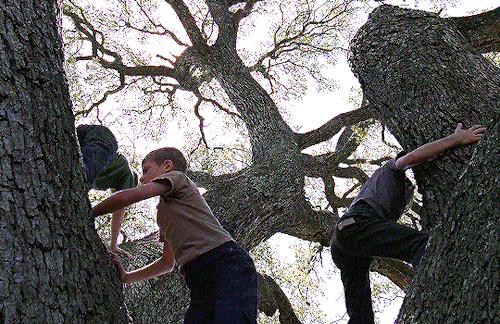 boydswan:Happy birthday, Terrence Malick! [Nov. 30, 1943]🌿· Badlands (1973)· Days of Heaven (1978)· The Thin Red Line (1998)· The New World (2005)· The Tree of Life (2011)· To the Wonder (2012)· Knight of Cups (2015)· Song to Song (2017)·