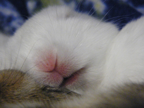 fortunas-sands:  Baby bunny photos from the Georgia House Rabbit Society! 