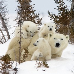 It’s a family affair (Polar bear with her