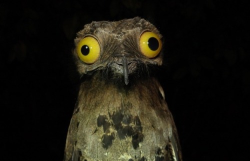 catsbeaversandducks:  The Potoo Bird Always Looks Like It Just Saw Something Absolutely Horrifying. OMG… All the cuteness via BuzzFeed 