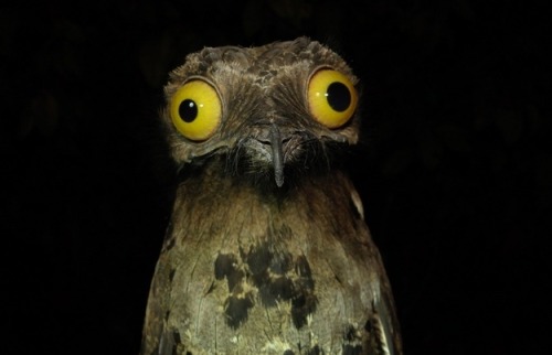 be-boheme:jumpingjacktrash:peoplemask:tastefullyoffensive:The Potoo bird always looks like it just s