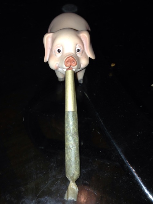 nugs-n-roses:  Pigurine (figurine) photo shoot! Oink 💨