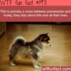 wtf-fun-factss:  Pomsky cross dog - WTF