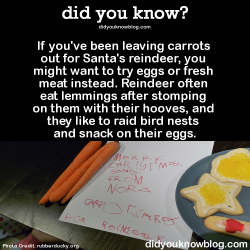 did-you-kno:  If you’ve been leaving carrots out for Santa’s reindeer, you might want to try eggs or fresh meat instead. Reindeer often eat lemmings after stomping on them with their hooves, and they like to raid bird nests and snack on their eggs.