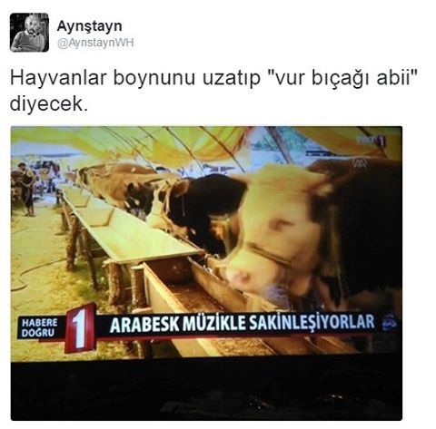 Aynştayn
@AynstaynWH
Hayvan...