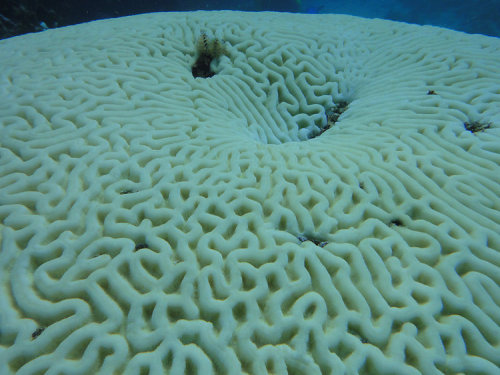  Scientists Are Breeding ‘Super Coral’ to Save Ocean EcosystemsThroughout recorded history, humans h