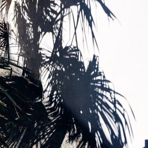 A game of shadows #frachella #palmtree #sea #summer #shadows #inspiration #croatia #explore (at Crve