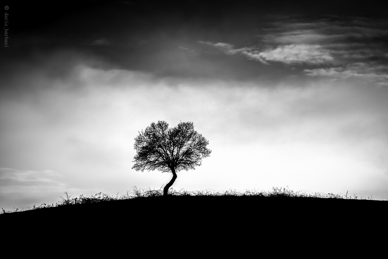 photosworthseeing:  skadario:  Zen Tree  Elegant simplicity mixed with a great mood.