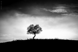 photosworthseeing:  skadario:  Zen Tree  Elegant simplicity mixed with a great mood. A very beautiful result! PWS - Nikos 