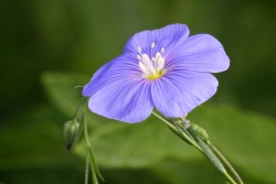 julesofnature:  flax “Flowers will fall even if we love them, and weeds will grow even if we hate them. And that is all.” -Dogen 