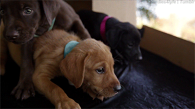 onlylabradors:  little pups  Puppiessss 😍