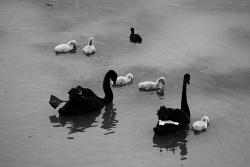 black swans