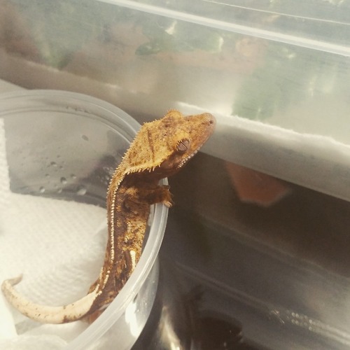 this is my new crested gecko bb their name is duck newton i love them more than anything they are th