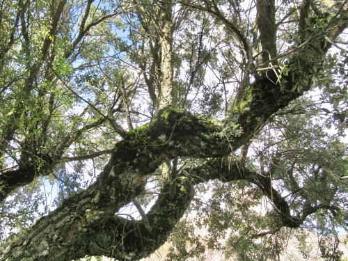 Cork tree, ancient but recently harvested for its lower bark, in the gardens at Marvão.