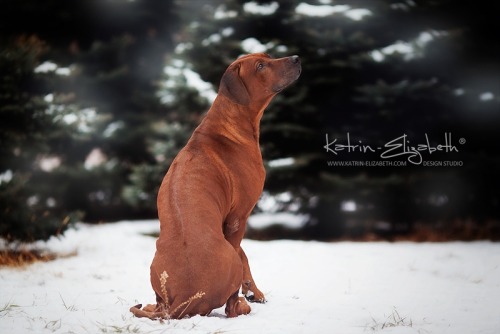 &ldquo;Rhodesian Ridgeback&rdquo; Canon EOS 5D Mark II + 135mm f/2L USMAuthors: Katrin Lebedinskaya 