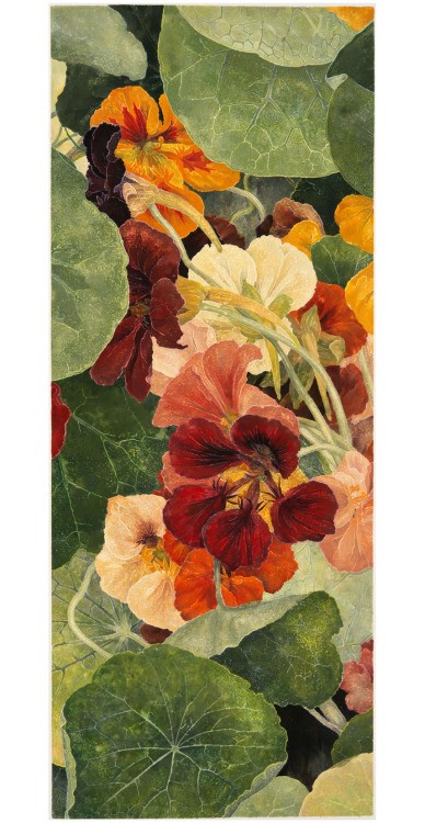 arsvitaest:Cressida Campbell, Nasturtiums,