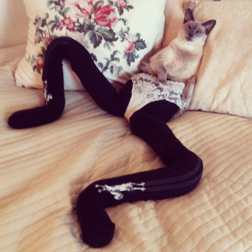 unimpressedcats:  tastefullyoffensive:  Cats Wearing Tights [meowtfit]Previously: Dogs Wearing Socks, Animals Wearing Dinosaur Costumes  ahahahahahahaha