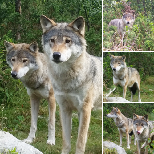 Pics from my visit to Langedrag Wildlife Park. I especially enjoyed visiting the lynxes because they