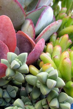 soniastripes:  #succulent http://ift.tt/1QhEyj0 