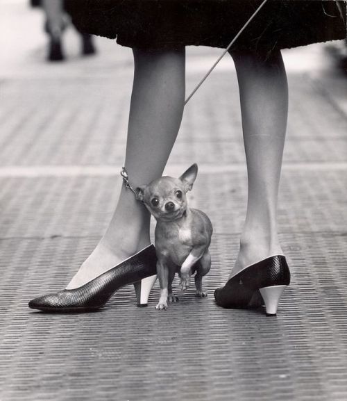 life:Pet chihuahua’s leash wrapped around fashionable owner’s leg, New York, 1961. (Photo by Yale Joel/LIFE) #FashionFriday #vintageFashion #LIFEinsta . . LIFE is pleased to offer signed and limited edition fine art prints by some of our greatest