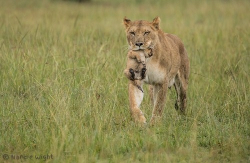 njwight:Fierce lioness moving her 4 cubs in the rain.