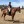 wildermouse:these are the trails i used to ride when i first started riding ten years ago, and now i’m back on them again!! this horse just loves to go - we had quite a few gallops this ride 