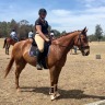 wildermouse:these are the trails i used to ride when i first started riding ten years ago, and now i’m back on them again!! this horse just loves to go - we had quite a few gallops this ride 