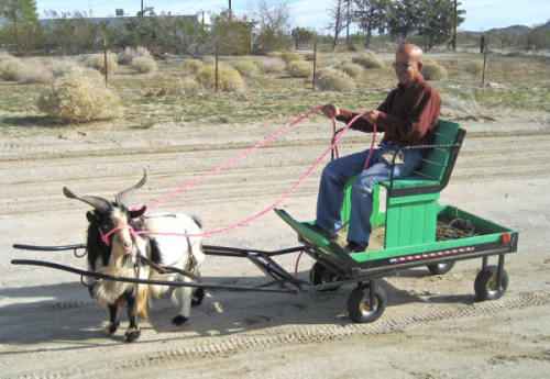 ainawgsd: Non-Equine Draft Animals Part 6-Modern Goat Carts