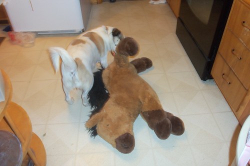 I wasn’t lying…Mack walking around the house with his horse. I grabbed the camera and followed him around the house, taking what I could. Molly was very unimpressed. 