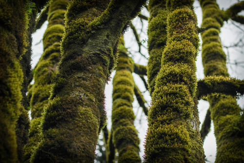 Mossy Trees 1 by jrfr on Flickr.