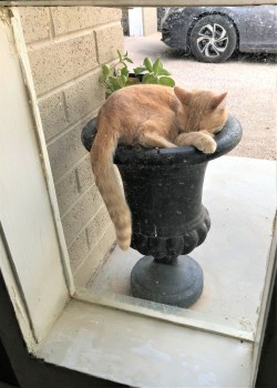 catasters: