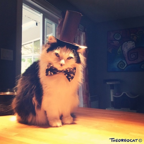 theoreocat: Oreo’s costumes