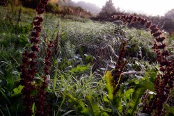 wolftea:  morning web weaving 