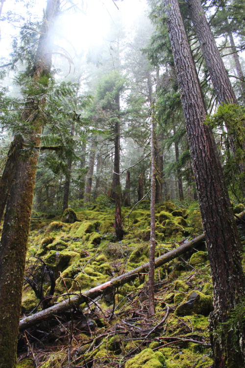 bright-witch:Hinterlands II◈ Pacific Northwest photography by Michelle N.W. ◈ ◈ Print Shop ◈ Blog ◈ 