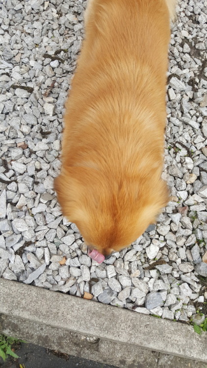 This fluffy pupper lives near my school, and sometimes on my way home i see him and he comes and gre