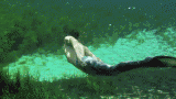 The Tall Merman