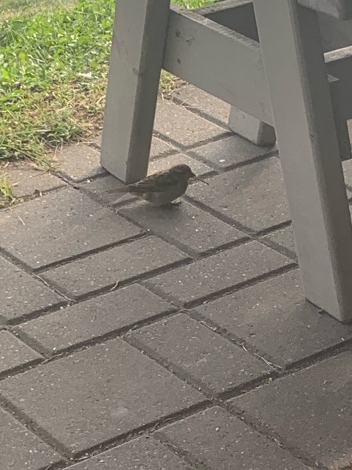 I Don't Go On Vacation If I Can't Fill My Photo Album With 10% Sights And 90% Birds