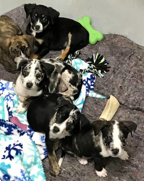 4 of these gorgeous babies are still waiting to find their new pet parents. They are #Catahoula #Bul