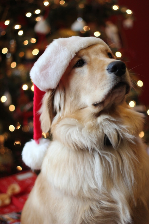 laureninlilly:

laureninlilly:As requested- Sadie’s second Christmas!
It’s December so it’s ok to start reblogging Sadie’s Christmas pictures right? 
