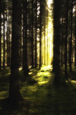 senpais:  Magdalena Widegren, Forest Light
